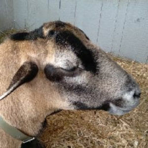 Meet your Posher, Jacob